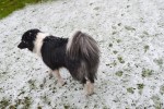 Spaziergang mit Hund im Schnee! - © www.lucky-dog.at